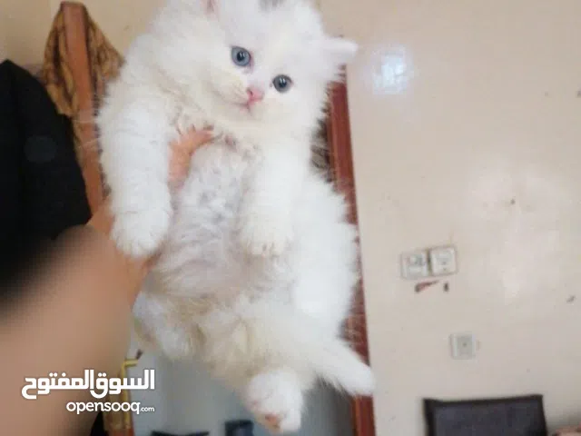 قطط شيرازي بيور'اصل' الوان متعدده ذكور وإناث عمر شهر و12 يوم