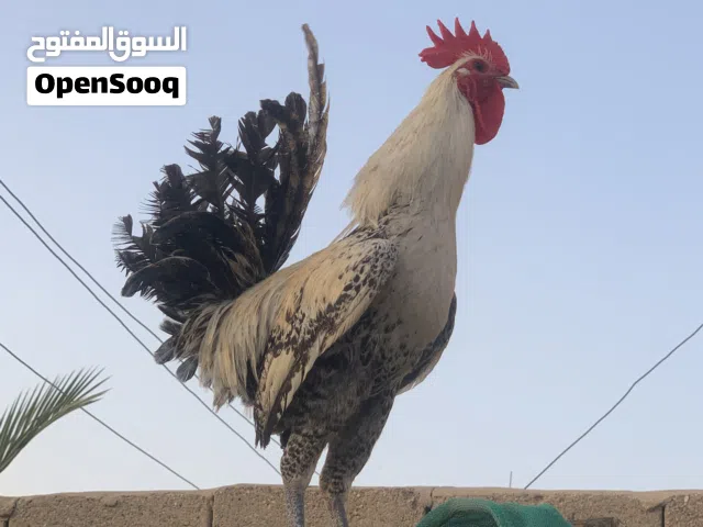 ديج برانكز فضي للبيع