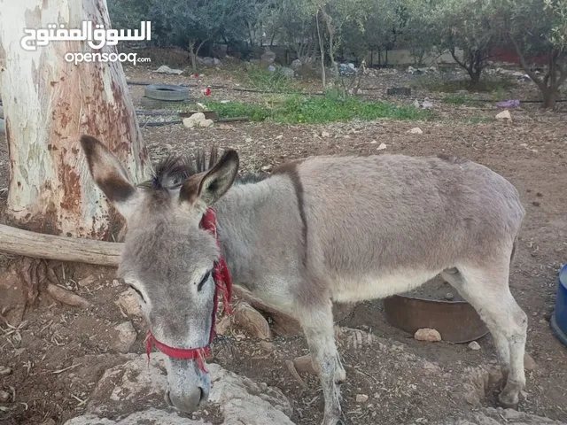 حمار للبيع بسعر 110 قابل للتفاوض