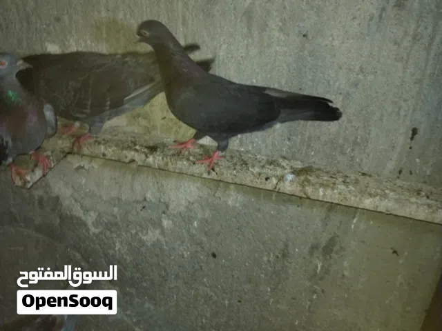 حمام لوت للبيع الزوج 10