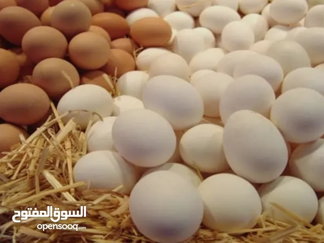 بيع  بيض  ابيض