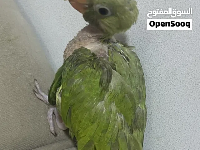 فرخخ متوه الدره للبيع