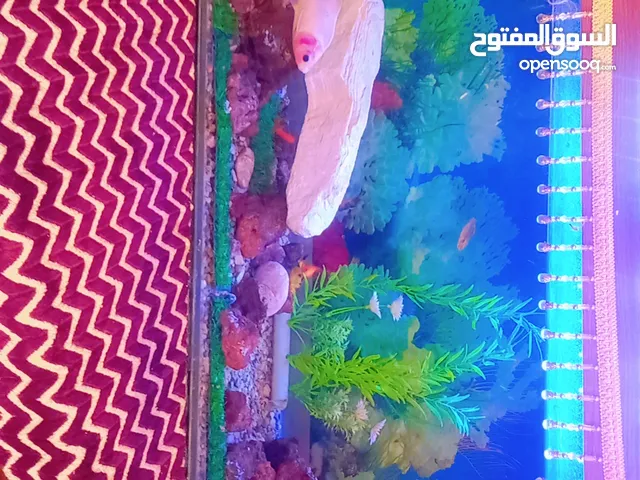 سمكه قولد فش حجم كبير
