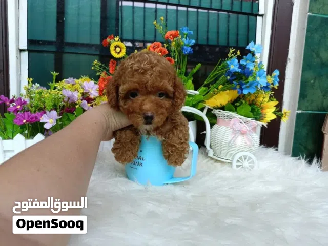 Poodle puppies