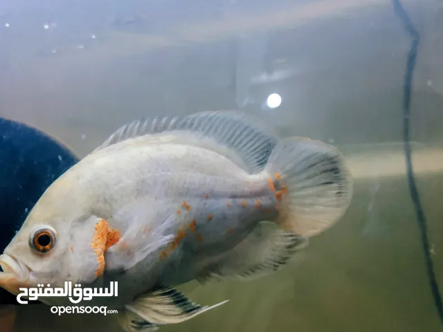 السلام عليكم متوفر سمك زينه وحشي نوع اوسكار برازيلي من فصيلة السكلد الامريكي و الحجم اكبر من كف اليد