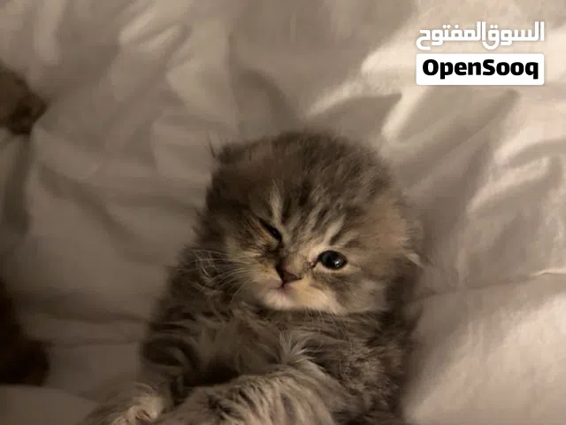 قطط العمر خمس اسابيع صغيره