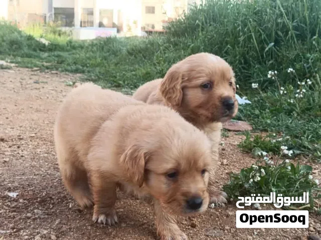 كلب ذكر للبيع عمره شهرين