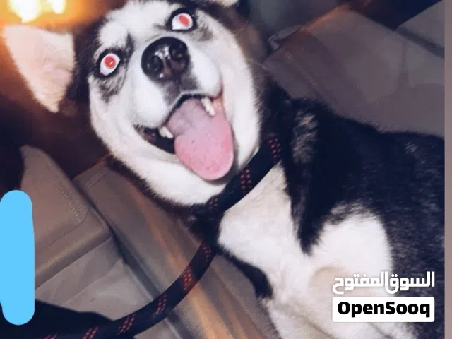 هاسكي للبيع