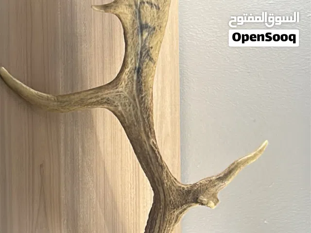 قرن الغزال طبيعي كبير