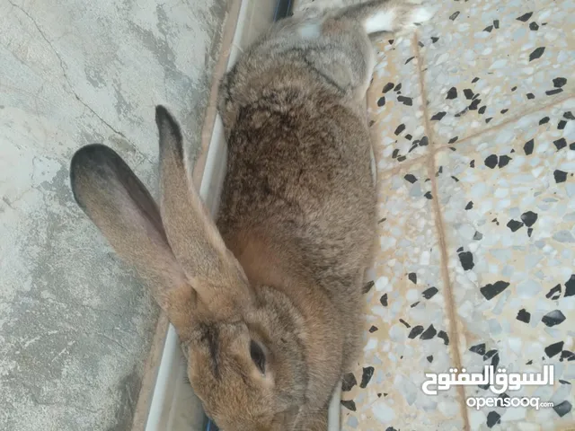 ارانب للبيع