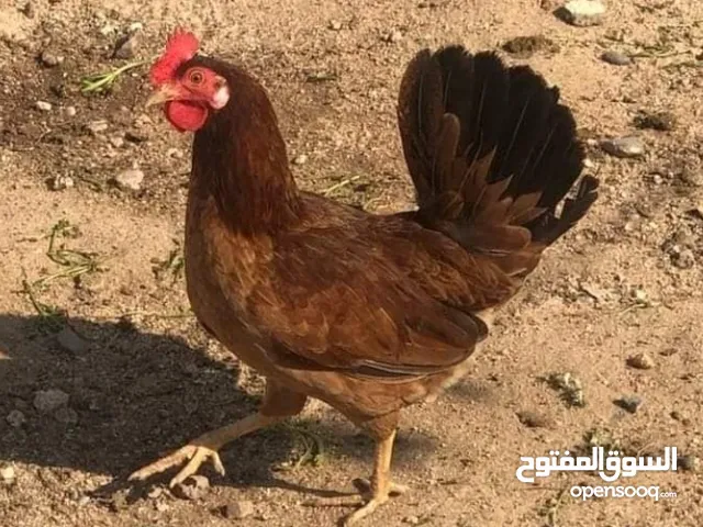 بيض دجاج عرب كويتي للبيع اقرا الوصف