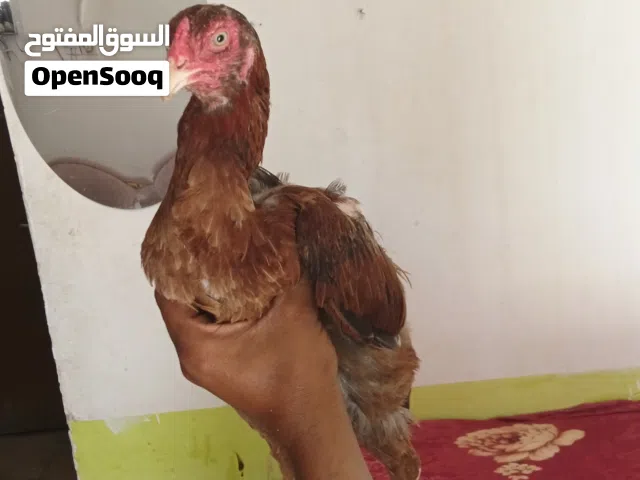 دجاجہ بیور اصیل پاکستانی للبیع