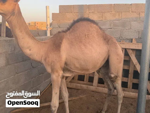 مطلوب قعدان صعاب اعمار من 10 شهور ل سنه ع الحليب