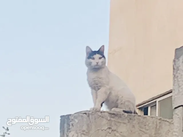 نزززددزااا