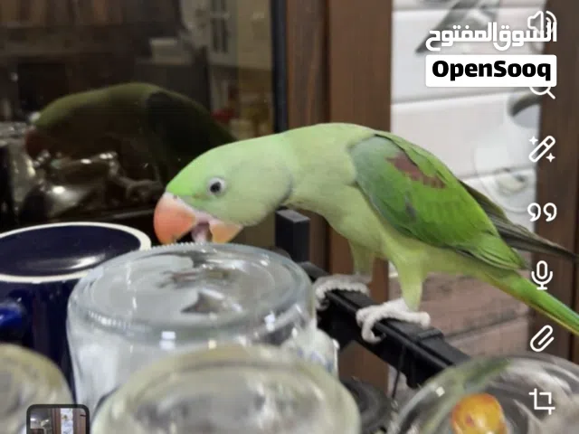 متو نيبالي للبيع