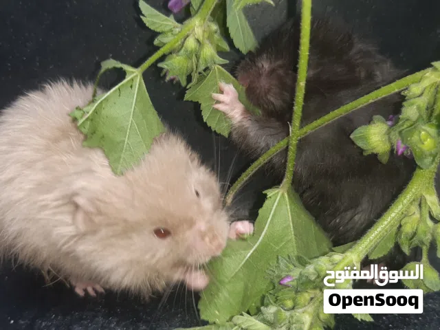 هامستر للبيع صح ونضافه اعمار شهر ونصف