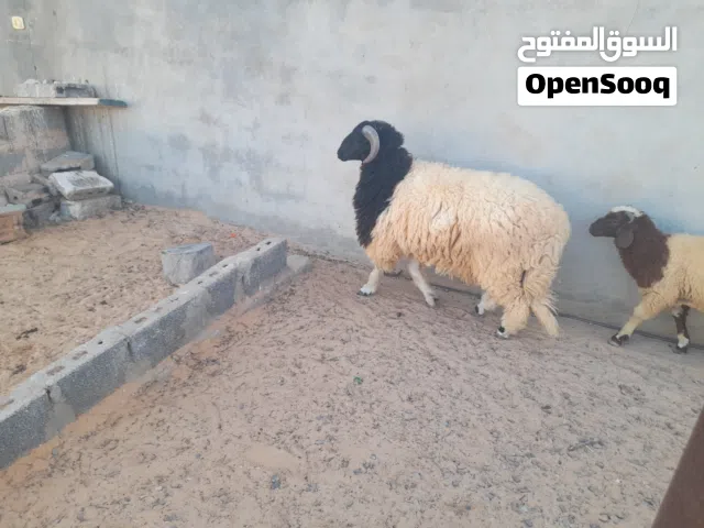 خروف وطني الله يبارك