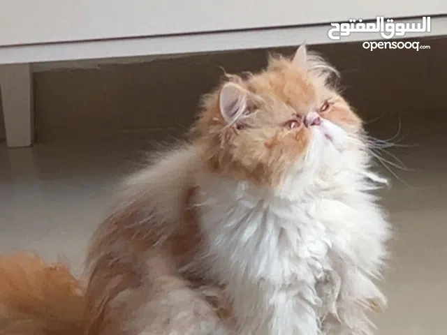 قطط للبيع شيرازي بيرشن فلات فيس