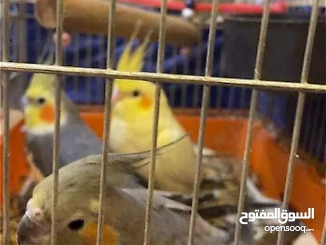 طيور الكوكتيل