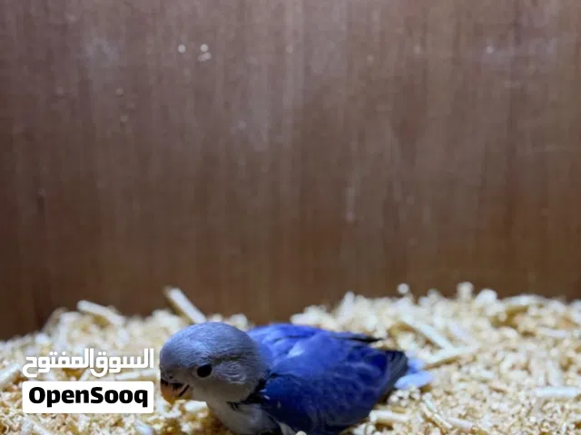 فروخ روز اليف