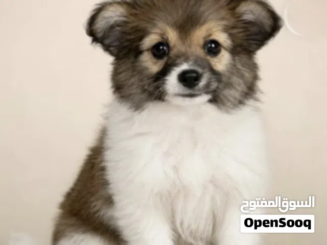 بوميراني خليط سبيتز