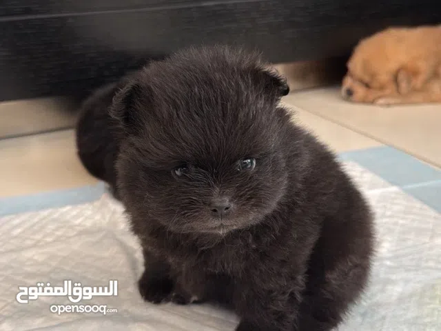 3 Pomeranian mini  a month and a half old