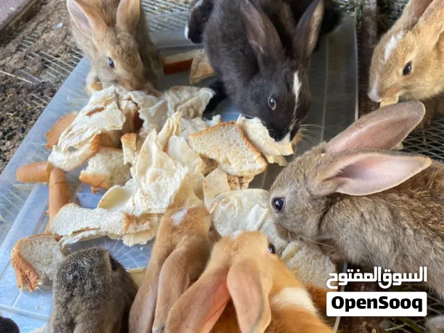 أرانب عمانيات للبيع