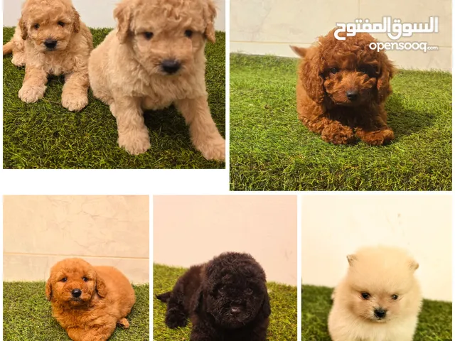 Mini toy poodle and pomeranian بودل ميني توي وبومرينيم