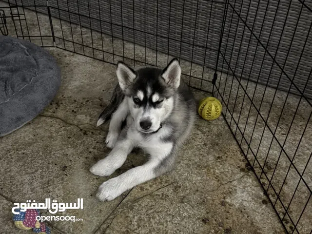 Vaccinated Female Siberian Husky Puppy Healthy and Playful