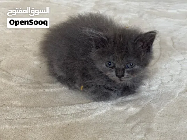 قطط  سكوتش ستريت ودبل فولد  للبيع