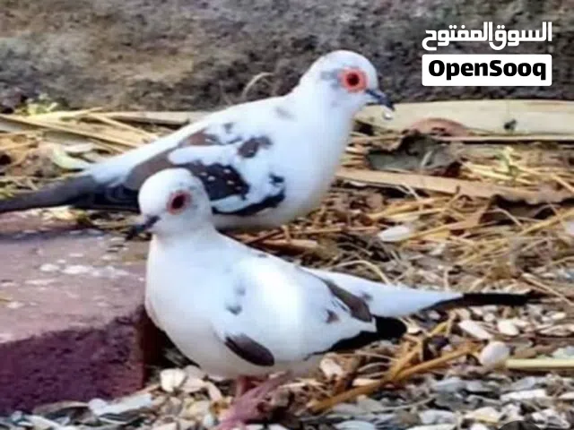 مطلوب حمام ملكي مشجر نثايه العدد 2