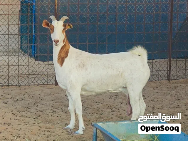 عنز للتربية  العمر سنتين    سمينه فل وجرمه