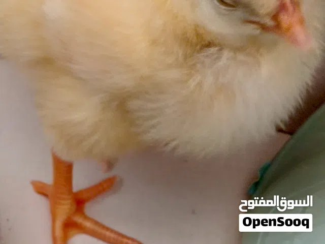 صوص بدون مقابل ما بقدر اعيشو عندي يلي بدو ياه يتفضل يبعتلي على الرقم