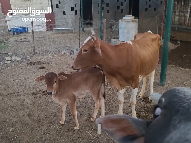 للبيع ابقار مهجنة و محلية