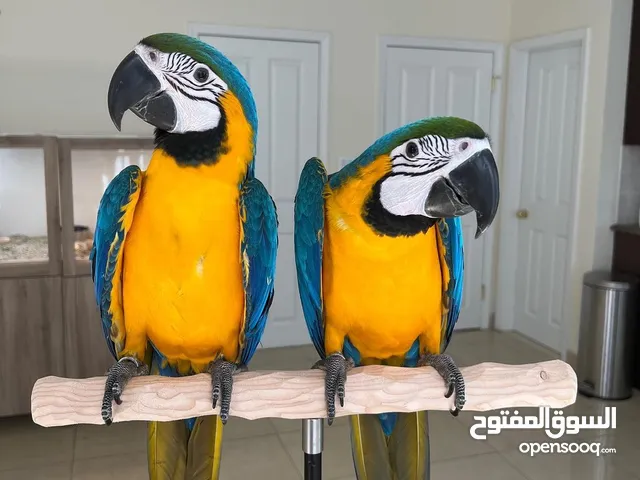 Pair of Blue and Gold Macaw Parrots