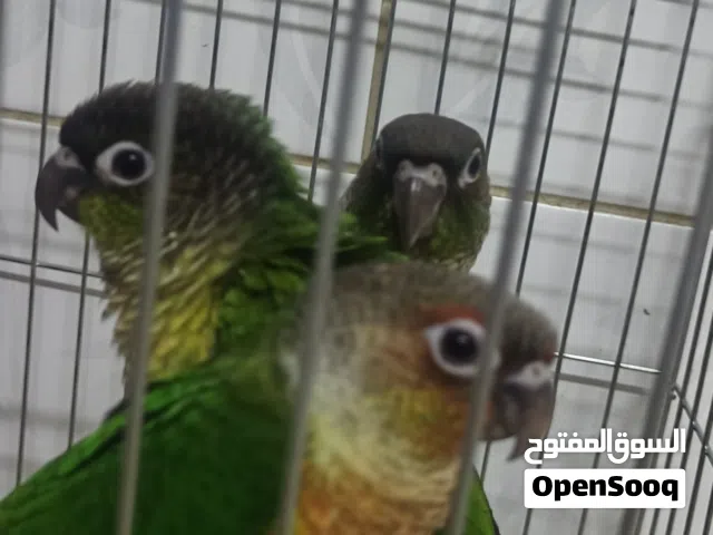 متوفر ببغاء الجرين شيك اليف جدا ويطير وبيجي على ايد