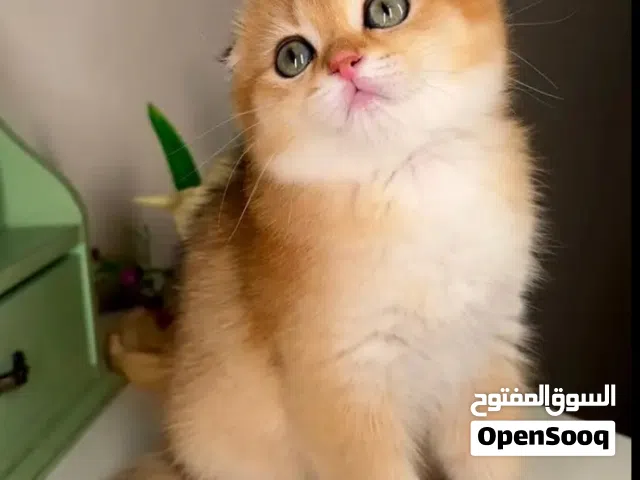 مطلوب نفس الي بالصوره سواء تبني او مقابل بس بالمعقول