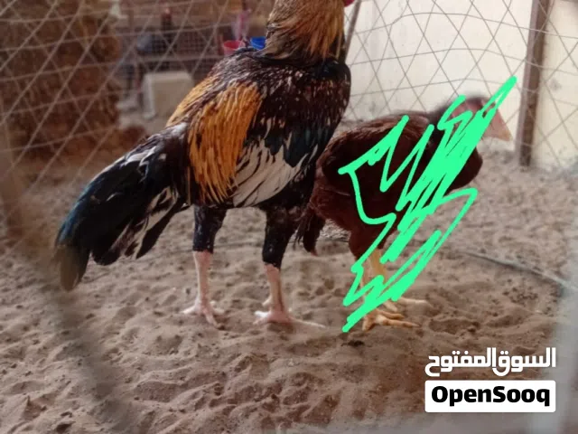البيع فقط طير بتشوا جاوا