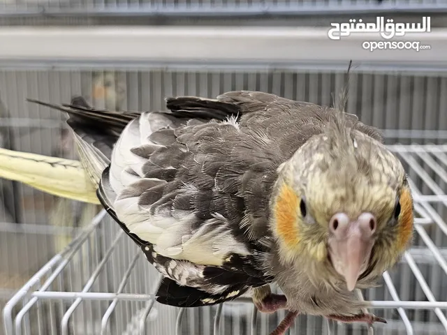 ازواج وفردات كروان للبيع في جدة مع الاقفاص