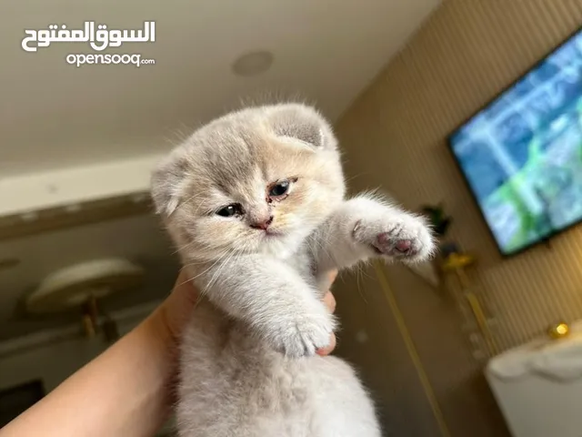 قطط سكوتش للبيع
