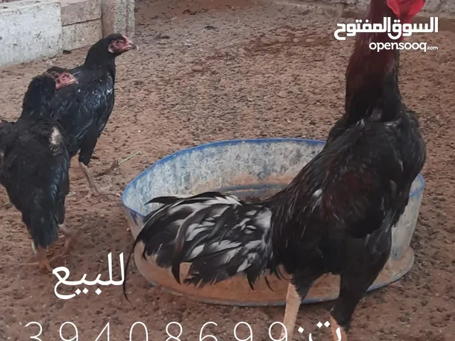 للبيع ديك ودجاجتين
