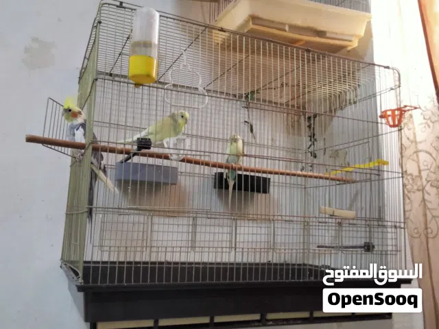 طير كوكتيل +قفص كبير عرض 70.  ارتفاع 60 عمق 40  + طيور حب عدد 2  ذكر وأنثى مع قفص صغير  .