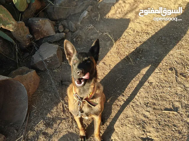 كلب للبيع نوع مالينوا عمر 7mois