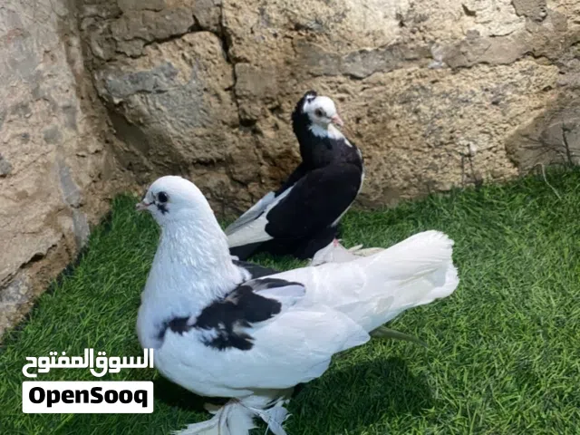 كوبيا هزاز مصوقر ربي يبارك