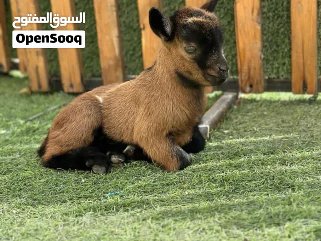 ماعز القزم بلجيكي متوفر جميع الماعز القزم بي الوانه السعر شامل التوصيل