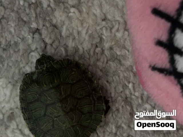 سلحفاه للبيع