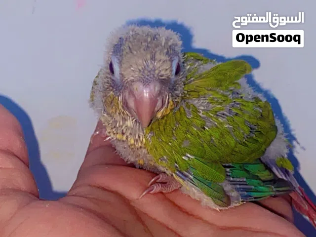 Pineapple conure and ring neck baby’s