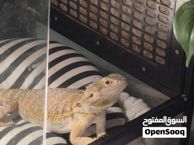 بيرد دراقون