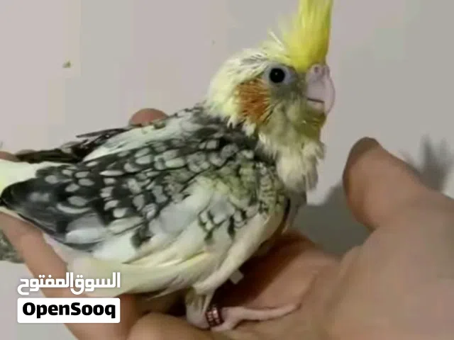 مطلوب فرخ ببغاء كوكتيل