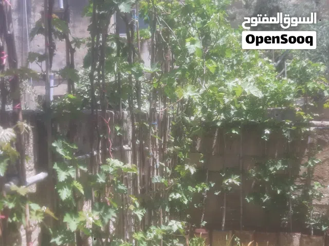 اشتال عنب للبيع احكام كبيره اطوال من 2 متر لغاية 4م اشال حامله ثمر